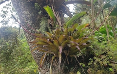Guzmania rhonhofiana