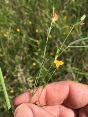 Zornia dyctiocarpa