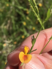 Zornia dyctiocarpa
