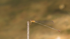 Teinobasis rufithorax