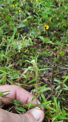 Hexasepalum apiculatum