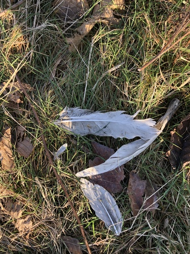 Plume de Oie des neiges