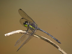 Agrionoptera longitudinalis biserialis