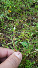 Hexasepalum apiculatum