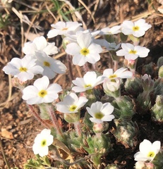 Androsace dasyphylla