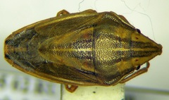 Aelia furcula
