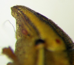 Aelia furcula