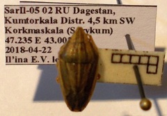 Aelia furcula