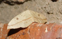 Pseudosterrha falcata