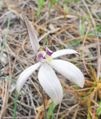 Caladenia saccharata