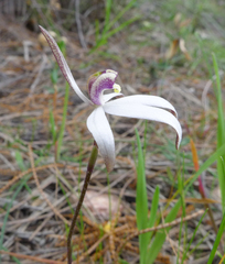 Caladenia saccharata