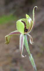 Caladenia roei