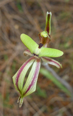Caladenia roei