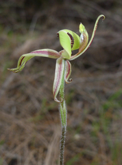 Caladenia roei
