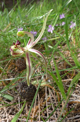 Caladenia mesocera