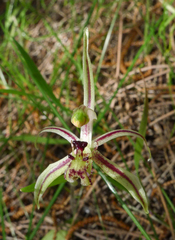 Caladenia mesocera