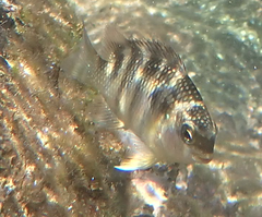 Abudefduf concolor