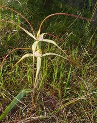 Caladenia dimidia