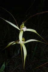 Caladenia dimidia
