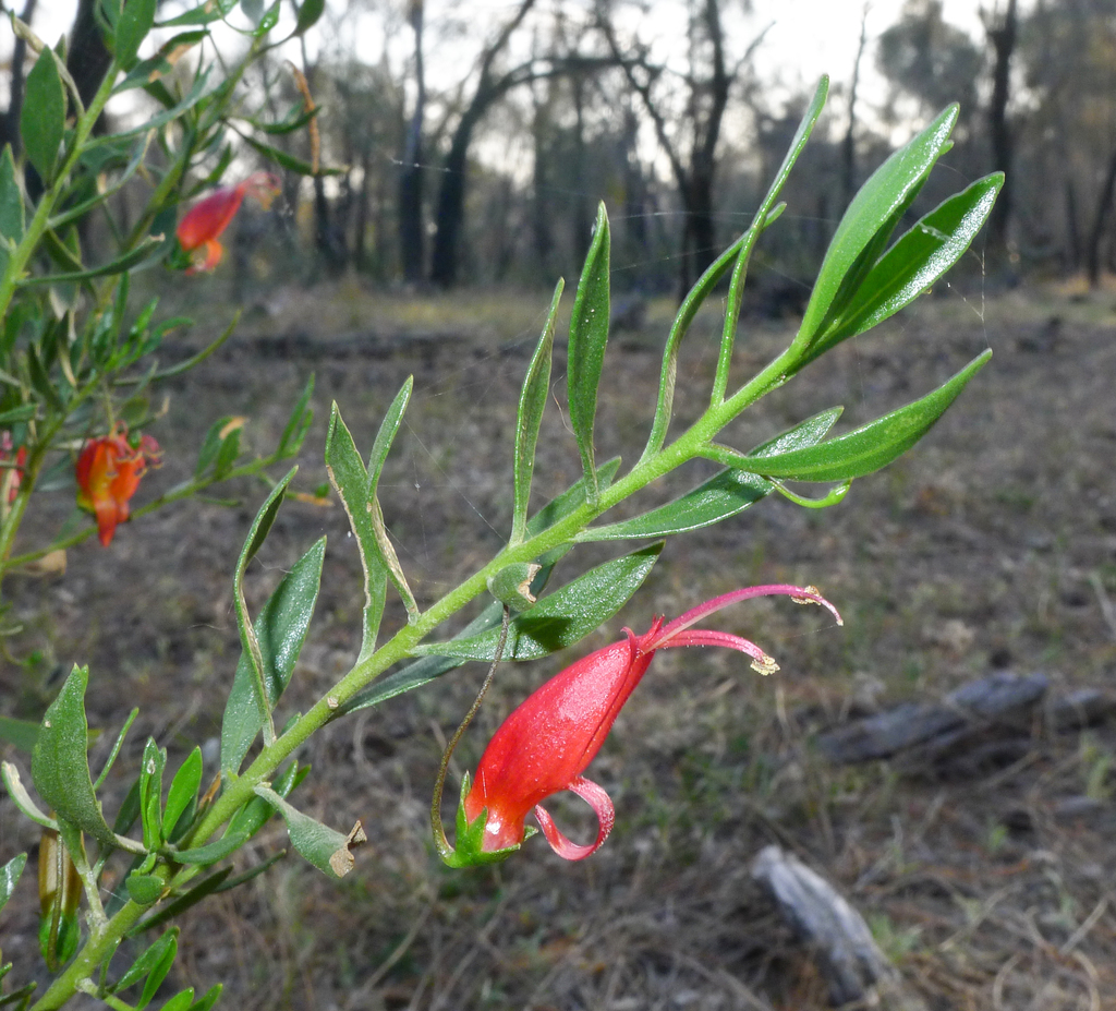 Slender Fuchsia