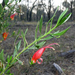 Slender Fuchsia - Photo (c) Keir Morse, some rights reserved (CC BY-NC-ND), uploaded by Keir Morse