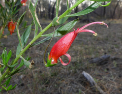 Eremophila decipiens