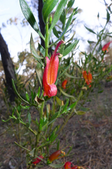 Eremophila decipiens