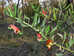 Eremophila decipiens