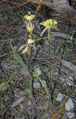Caladenia roei