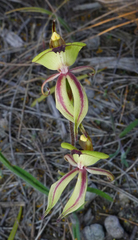 Caladenia roei