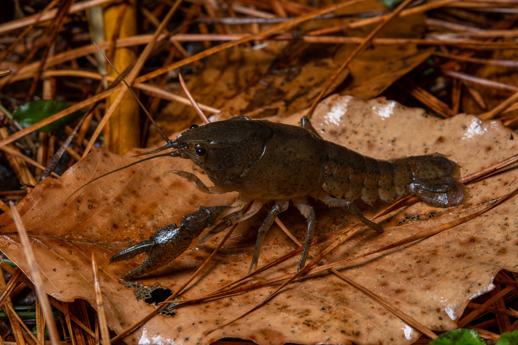Flatnose Crayfish