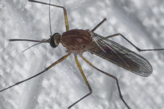 Culex erythrothorax