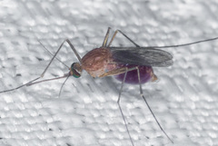 Culex erythrothorax
