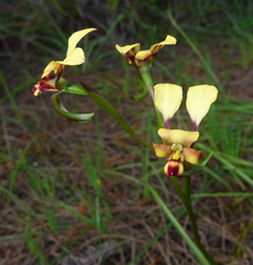Diuris brachyscapa