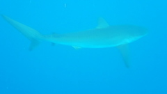 Image of Carcharhinus falciformis