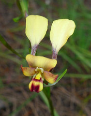 Diuris brachyscapa