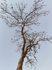 Gyrocarpus jatrophifolius