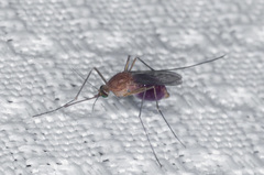 Culex erythrothorax