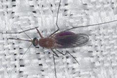 Culex erythrothorax