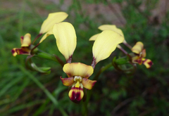 Diuris brachyscapa