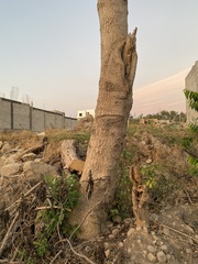 Gyrocarpus jatrophifolius