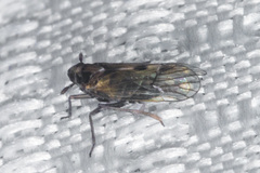 Nothodelphax consimilis