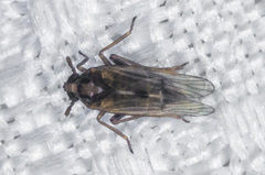 Nothodelphax consimilis