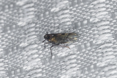 Nothodelphax consimilis