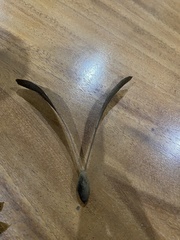 Gyrocarpus jatrophifolius