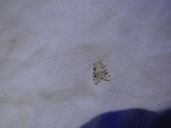 Clemensia ochreata