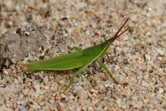 Atractomorpha australis