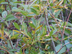 Salix boothii