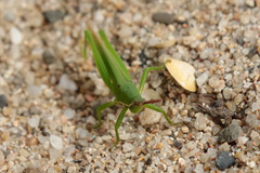 Atractomorpha australis