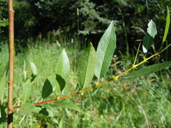 Salix boothii